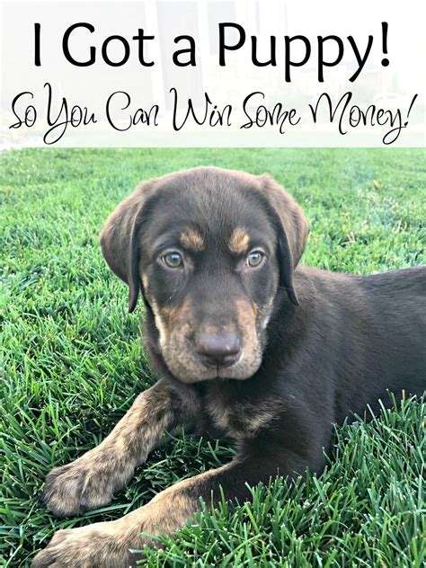 Violation of the california law can incur a fine of up to $250. I Got a Puppy! Now You Can Win Some Money! #Giveaway - We ...