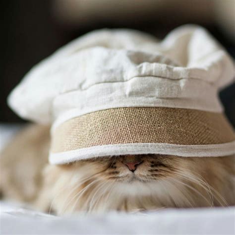 Funny Cats In Hats Cat Lovers Cats And Kittens Fluffy Animals