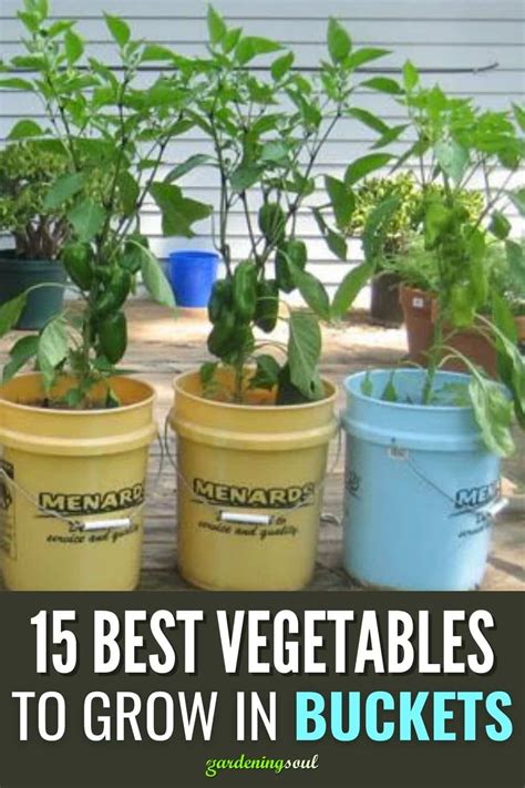 15 Best Vegetables To Grow In Buckets