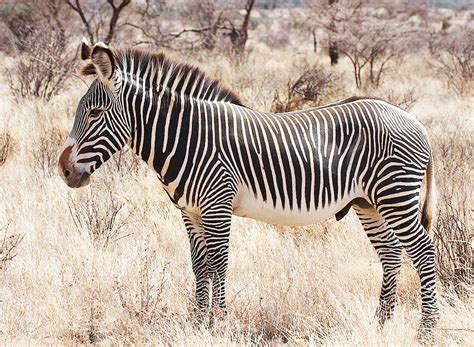 10 Most Endangered Animals In Africa Naibuzz