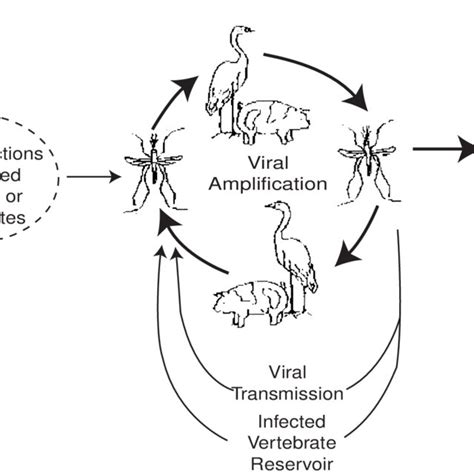 Transmission Cycle Of Japanese Encephalitis Virus Download Scientific