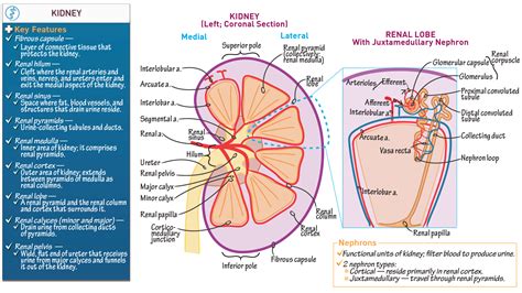 Gross Anatomy Kidney Ditki Medical And Biological Sciences