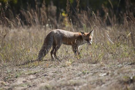 Wild Red Fox On The Meadow Stock Photo Image Of Forest 103934014