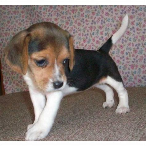 Finden sie einen welpen zu verkaufen. Beagles for Free | beagle puppy for sale in south florida ...