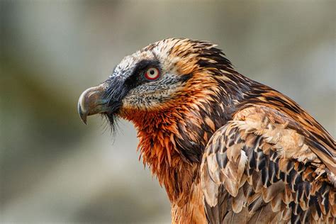 Discover more posts about lammergier. Bearded vulture // Lammergier by Willem Verboom - Photo ...