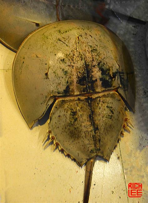 Horseshoe crabs come ashore in each spring for mating season, and sometimes they get flipped over. Horseshoe Crab | The Taishan Project