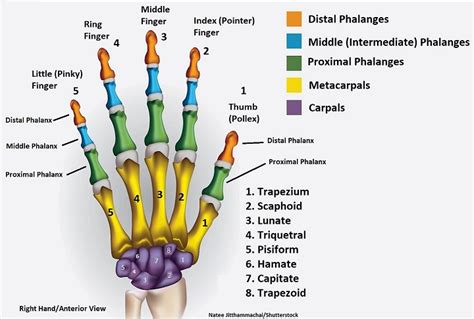 Hand Bones And Wrist Bones Mnemonics Anatomy And Physiology
