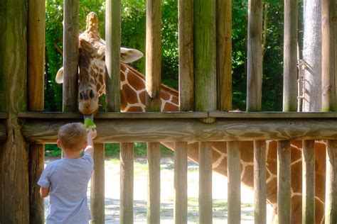 Complete Guide To Riverbanks Zoo And Gardens In Columbia Sc South