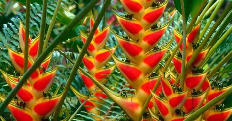 Algumas Flores Encontradas No Nordeste