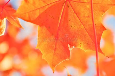 Vibrant Color Of Fall Foliage In Seattle Washington Usa Stock Photo