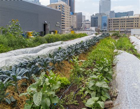 Urban Farming Can Actually Be Pretty Productive Modern Farmer