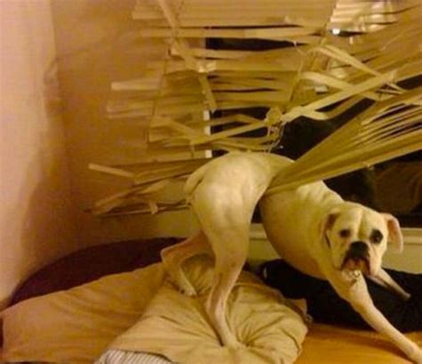 35 Funny Photos Of Animals Stuck In The Weirdest Places