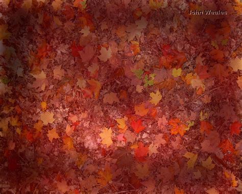 Texture Autumn Leaf Autumn Foliage Download Photo Leaves Texture