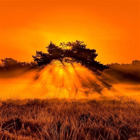 Fire Nature Tree Orange Fire Sky Beauty Sunset Land Hd Wallpaper