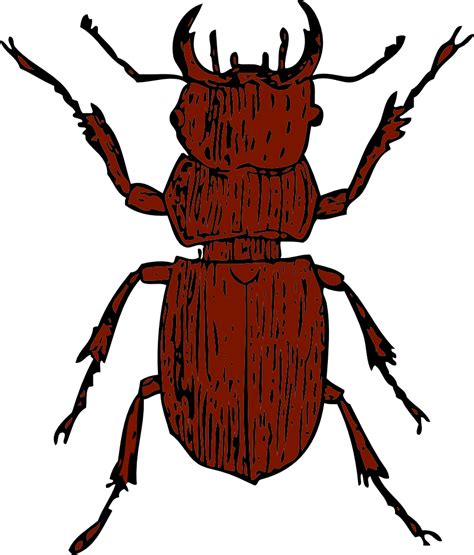 Onlinelabels Clip Art Stag Beetle