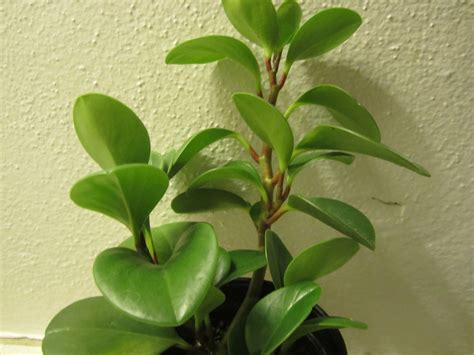They are interesting but not. How to Grow Peperomia Obtusifolia: Baby Rubber Plant
