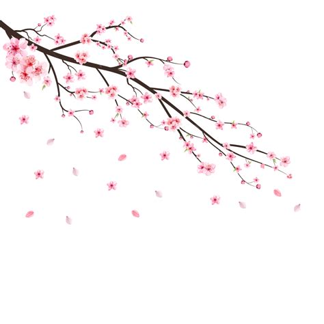 Sakura Cherry Blossom Vector Design Images Cherry Blossom Png With Watercolor Sakura Flower