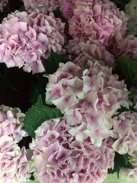 With other hydrangeas, flower color is stable, although many white blooms blush pink as they fade. Pink hydrangeas | Pink hydrangea, Hydrangea, Flowers
