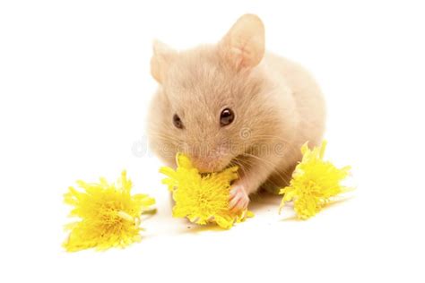 Small Golden Hamster Eating Yellow Flowers Stock Photo Image Of