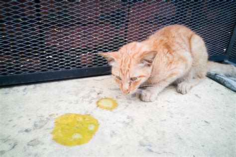 Cat Throwing Up Yellow Mucus Cat Meme Stock Pictures And Photos