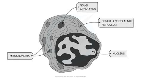 Cie A Level Biology复习笔记122 Animal And Plant Cells 翰林国际教育