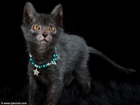 Breeders Develop Lykoi Cat That Looks Like A Werewolf And
