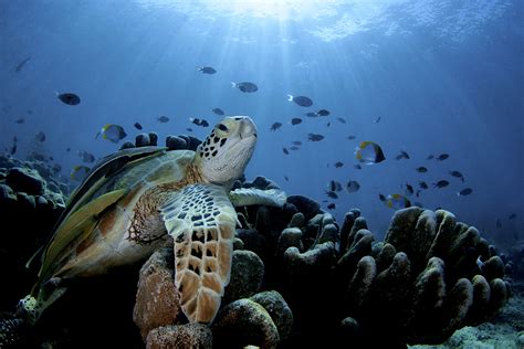 Underwater Photographer Iyad Suleymans Gallery Underwater Seascapes