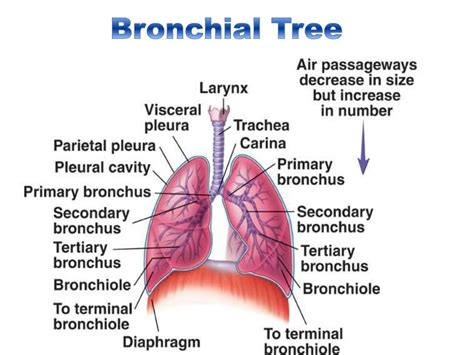 Bronchial Tree