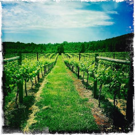 Jefferson Vineyards Virginia Wineries Vineyard Virginia