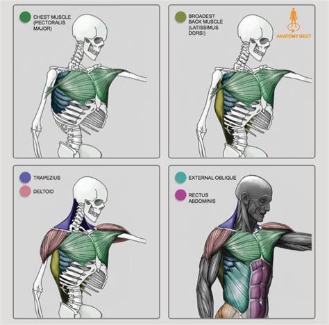 Torso Anatomy By Anatomy For Sculptors Human Anatomy Drawing Anatomy