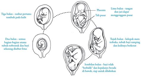Berapa lama proses spermatogenesis pada manusia dari spermatogenium hingga menjadi sperma matang. Proses Fertilisasi, Gestasi (Kehamilan) dan Persalinan pada Manusia
