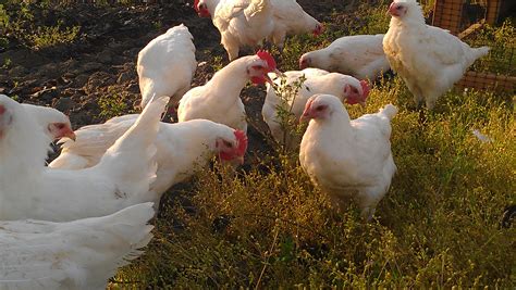 Pastured Poultry And Eggs Sunbird Farms
