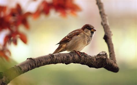 sparrows birds branch Wallpapers HD / Desktop and Mobile Backgrounds