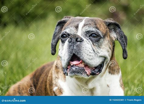 Smiling Boxer Dog Stock Image Image Of Adorable Friends 153422381