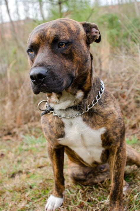 Brindle Boxer Bulldog Mixed Breed Dog Stock Photo Image