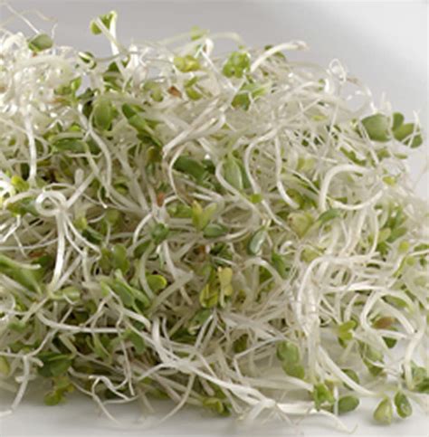 Chemical Derived From Broccoli Sprouts Shows Promise In Treating Autism