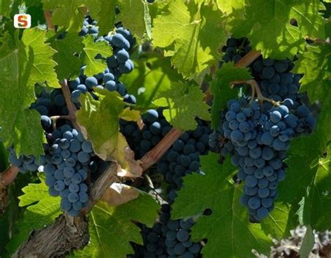 La migliore soluzione per fiore fiori a grappoli gialli verdognoli : grappolo uva | Sardegna DigitalLibrary - Immagini - Vite e ...