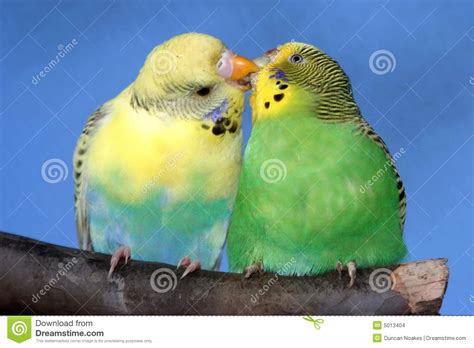 Kissing Budgie Pair Stock Photo Image Of Colorful Budgerigar 5013404