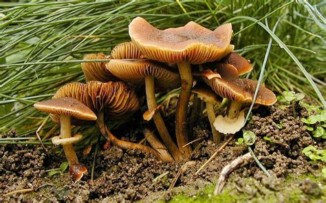 10 Most Dangerous Poisonous Mushrooms In The World