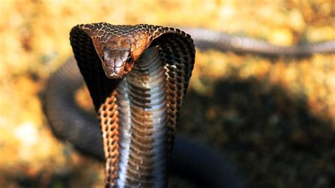 Discovery Channel Animals King Cobras National Geographic Documentar