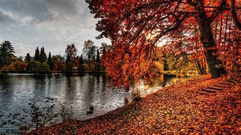 2560x1440 Autumn Park Foliage 1440p Resolution Wallpaper Hd Nature