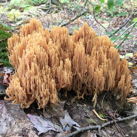 Nova Scotia Is Full Of Wacky Coral Mushrooms Rmycology