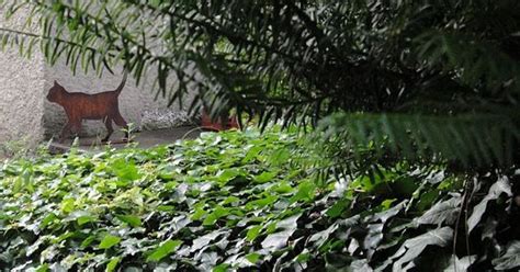 Schrödinger's Cat: Real-size cat figure in the garden of Huttenstrasse