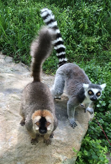 The Power Of Storytelling To Inspire Lemur Conservation Lemur
