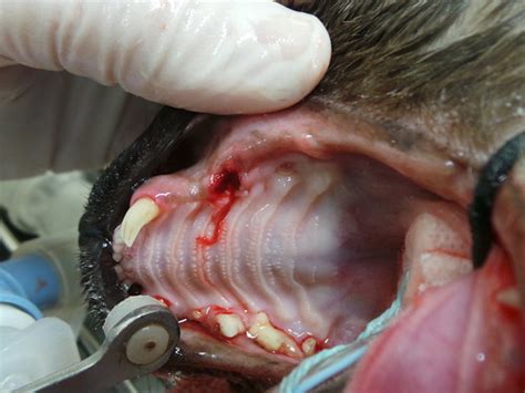 Benign tumors are extremely rare in cats; Dental Disease in Pets, the Silent Killer - Part 3 | Dr ...