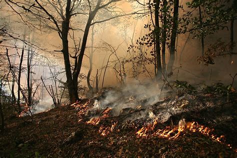What Are The Differences Between A Ground Fire And A Surface Fire