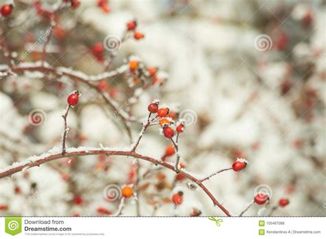 Snow Ice Winter Background Cold Red Sheeds Stock Photo Image Of