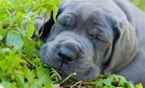 Terrier catahoula cur chihuahua corgi dachshund german shepherd german shepherd adopt golden retriever great dane greyhound husky information jack russel terrier labrador mastiff mix terrier pit bull pomeranian pug quizz. Great Dane Growth Chart | When Do Great Danes Stop Growing