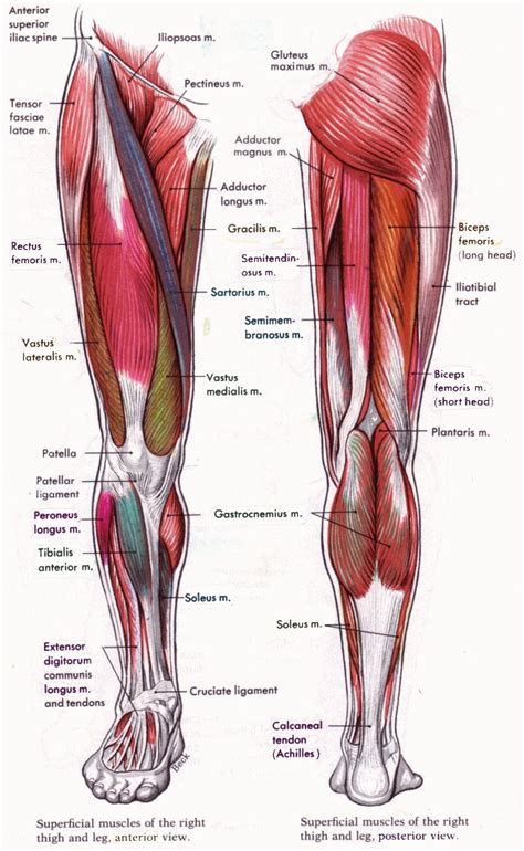 The anterior surface is covered; Leg Muscle Diagram Anterior View Of The Lower Torso And ...