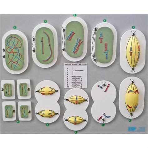 Meiosis Reduction Division Model Meiosis Cell Biology Mitosis